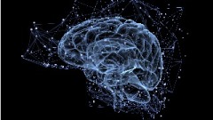 最新研究揭示脑部扫瞄可透露你智商多少(组图)