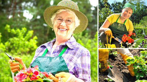 從事種菜養花等園藝工作，有助於活躍老人的大腦，避免老年痴呆症。