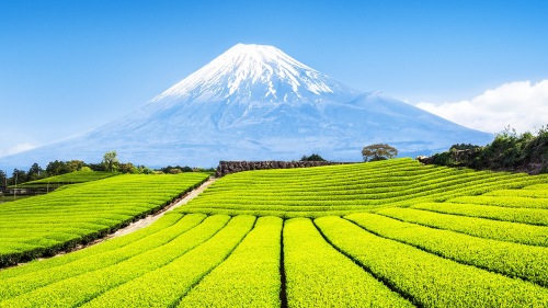 現在日本政府每年都要支付淺間神社租金，才能使富士山成為合法旅遊景點。