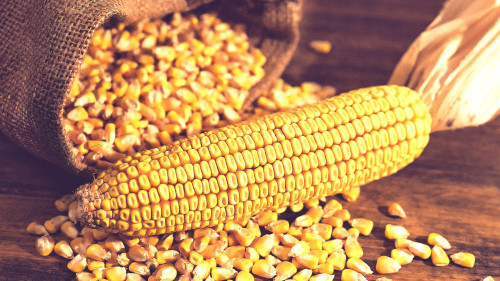 玉米表面长有黄绿色霉菌或破损、皱缩、变色、变质等，可能已被黄曲霉毒素污染。