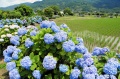 日本的梅雨文化(图)