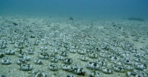 有潜水爱好者在垦丁拍到，上万扁仙壶海胆大迁徙