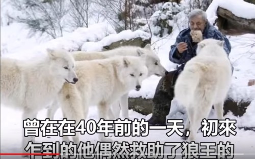 79岁老人成“狼王”统领狼群40多年