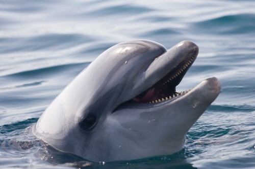 釣線纏身海豚主動求助潛水客