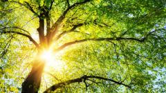 换心手术者梦中遇见“捐赠人”(图)