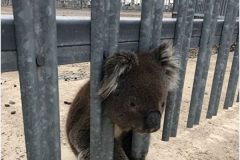 澳洲樹熊被柵欄卡住呆萌無奈樣惹人憐(組圖)