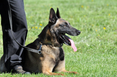 7囚犯挖兩天隧道越獄不料直通警犬犬舍(圖)