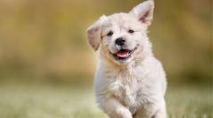 “白狗是你父亲”经典记载的人狗奇缘(组图)