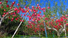 華人在美國偷摘水果被逮還反嗆(組圖)