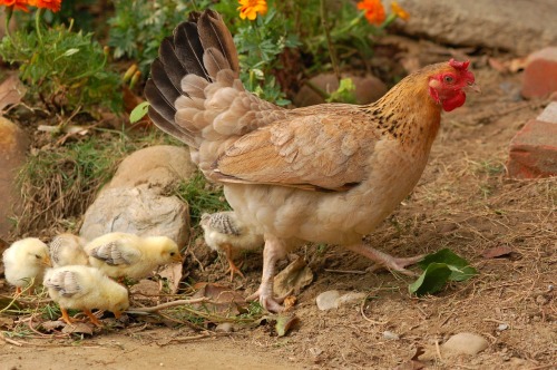 台湾“母鸡报恩”的故事