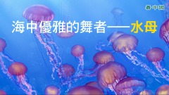 0距離接觸晶瑩剔透的海中精靈(視頻)