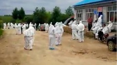 黑龍江爆發羊瘟疫傳9人染病(組圖)
