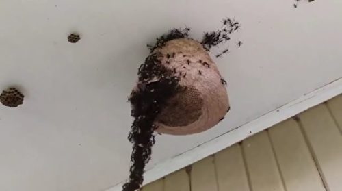 惊人！蚂蚁大军空中筑桥进攻蜂巢