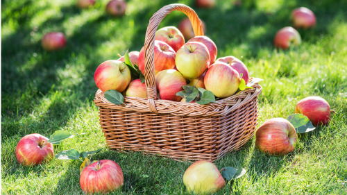飯後吃一個蘋果，不僅僅能促進消化，還能健脾養胃。