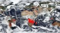 NASA衛星影像顯示這些地區正遭焚燒(圖)