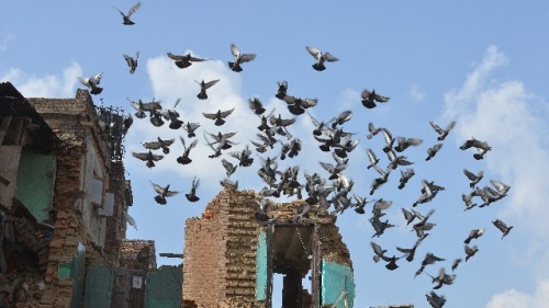 地震来前，群鸟飞翔。