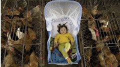 玩命中國違反協議拒向美提供H7N9病毒樣本(圖)