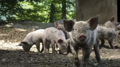中國隱瞞非洲豬瘟實情民眾食豬肉無防備(圖)