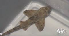 用嬰兒車偷鯊魚水族館報案警察都不信(圖視頻)