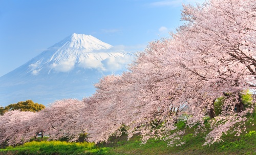 春天最美富士山！1
