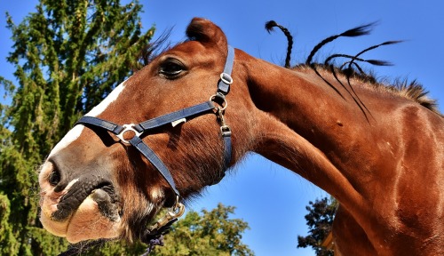 動物奇妙的溝通方式馬用耳朵來「說話」