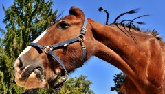 動物奇妙的溝通方式馬用耳朵來「說話」(圖)