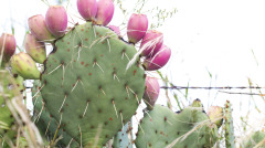 仙人掌不但美丽还多刺更有“看家护院”的本事(图)