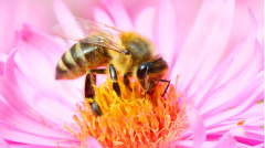 偷渡到英國的土耳其蜜蜂被判死刑卻逃走了(圖)