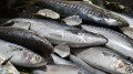 腐臭了肯尼亚查获从中国走私鱼(图)