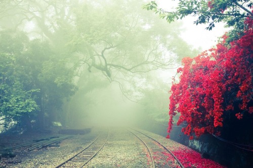 阿里山鐵道的迷人櫻花季。