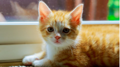 爱逛博物馆的猫咪成了正式员工(图)