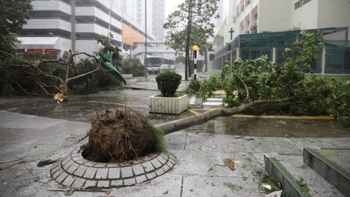 “山竹”中倒塌的大树
