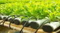 LED水耕蔬菜的营养价值是否足够(组图)