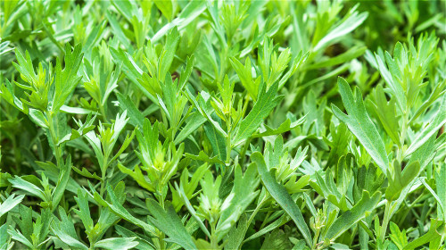 艾草有“医草”美名，是用途广泛的草药。