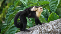 峨眉山上的母猴为了救小猴连带也救了我(图)