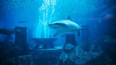 「海底人」是史前人類或是外星人(图)