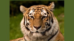 虎食人有因缘人居然如此变为虎(图)