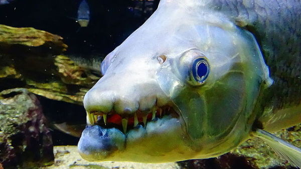 巨狗脂鲤嘴里有32颗锋利的牙齿