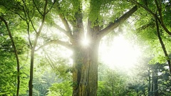 阴间刚辞官阳间便复活(图)