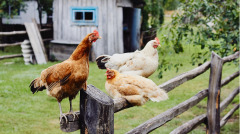 法医办案明白了因果杀生还命确实存在(图)