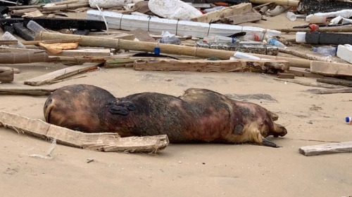 日前金門和烏坵鄉小坵島相繼發現海漂死豬