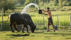 离奇这些动物身上竟然长字(图)