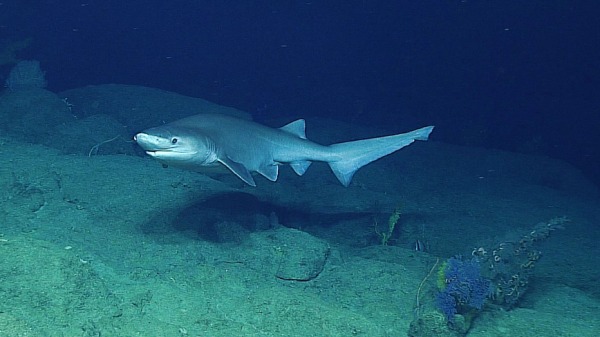 在海床附近游動的灰六鰓鯊。（圖片來源：NOAA Ocean Explorer from USA/Wikipedia/CC BY-SA 2.0）