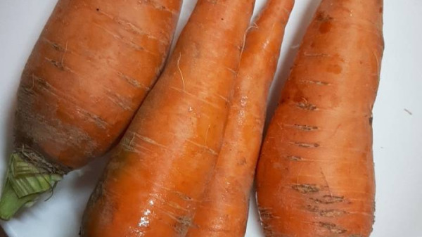 紅蘿蔔的甜份及營養都會隨發芽而變不好吃，勿存放太久。
