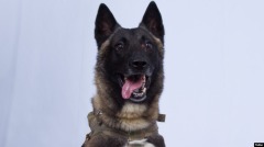 军犬在击杀巴格达迪之战中受轻伤川普总统推文嘉奖(图)