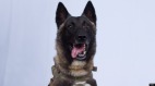 軍犬在擊殺巴格達迪之戰中受輕傷川普總統推文嘉獎(圖)