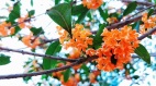 【天雪】诗咏金秋桂花香(图)
