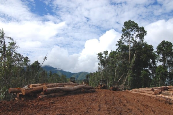 所罗门的原始森林被大规模砍伐，放眼一片毁灭场景。（辜严倬云植物保种中心提供）