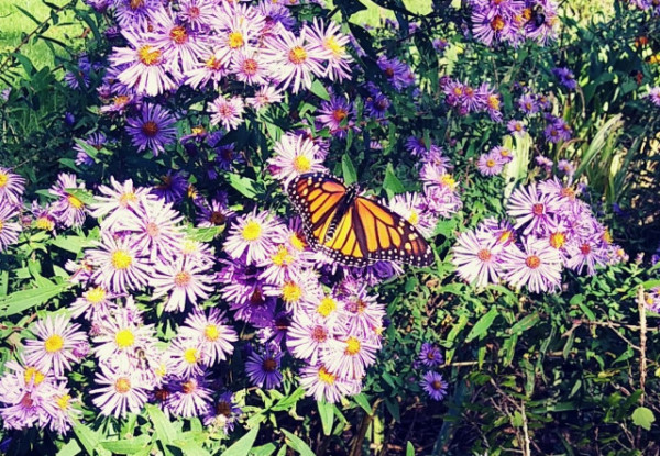 生命的回归（二）：多伦多的帝王蝴蝶