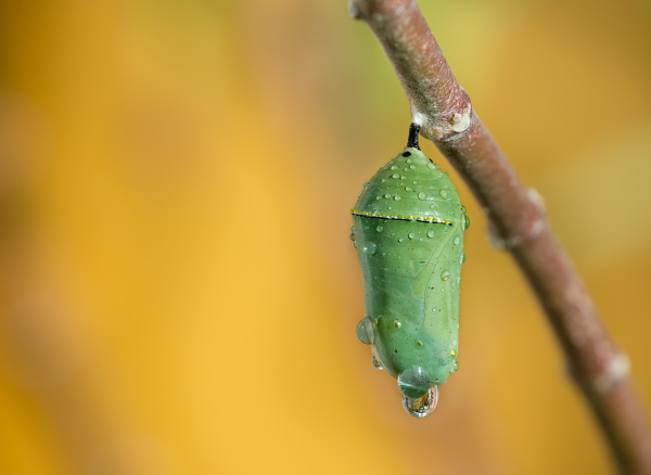 翡翠吊坠一样的帝王蝴蝶蛹。